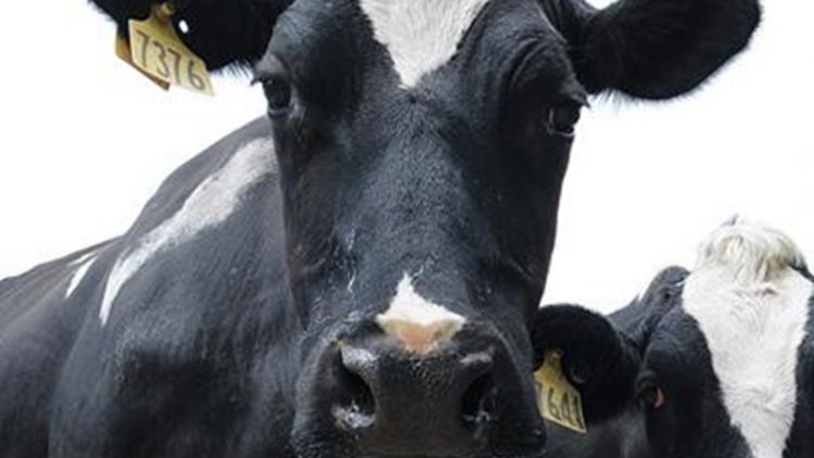 vaca