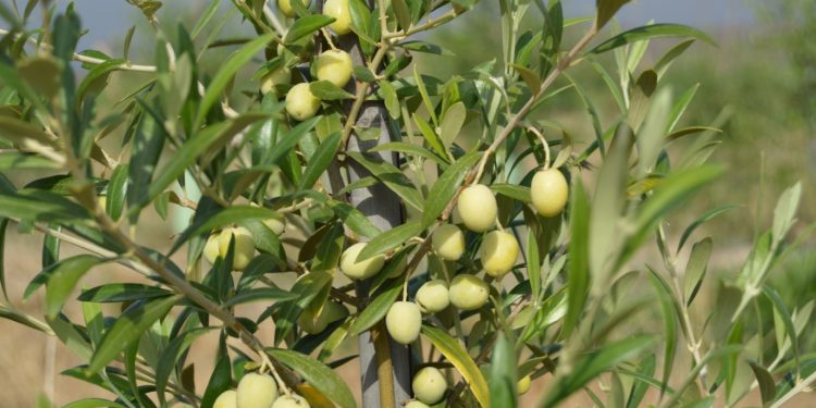 oliveira oliana