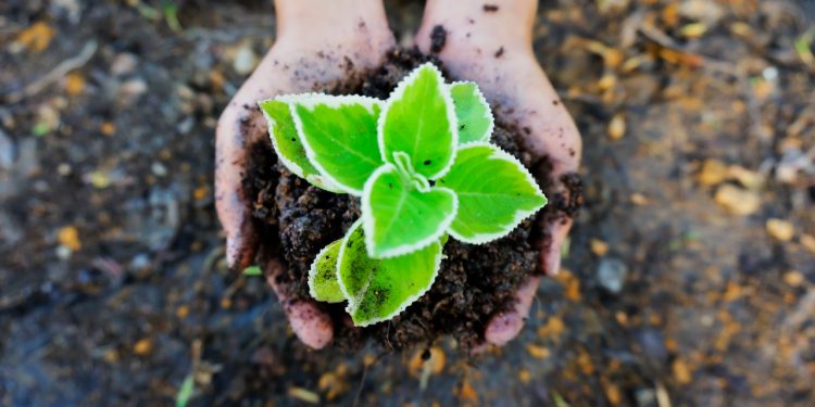 planta na mão