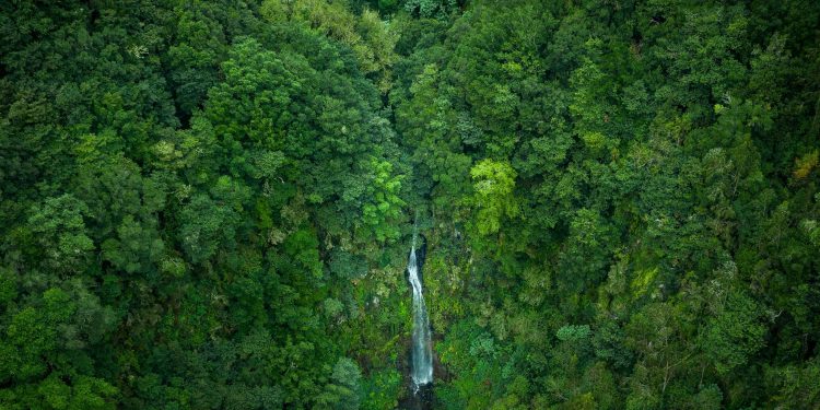 floresta