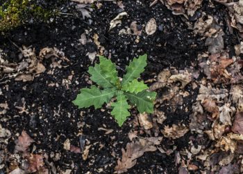 Quercus