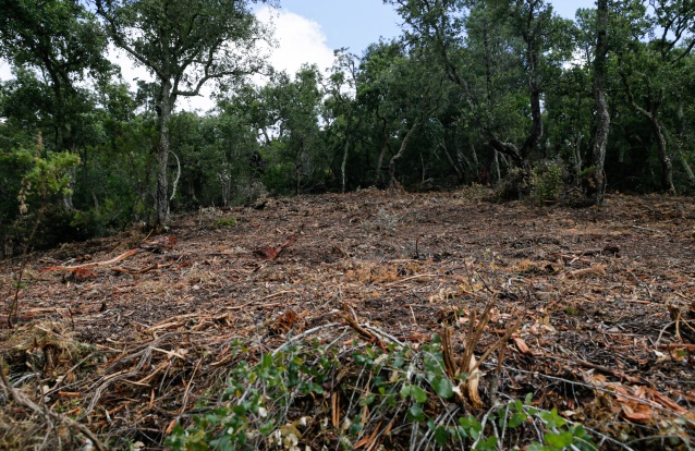 limpeza floresta