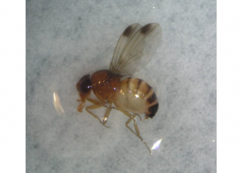 Drosophila suzukii