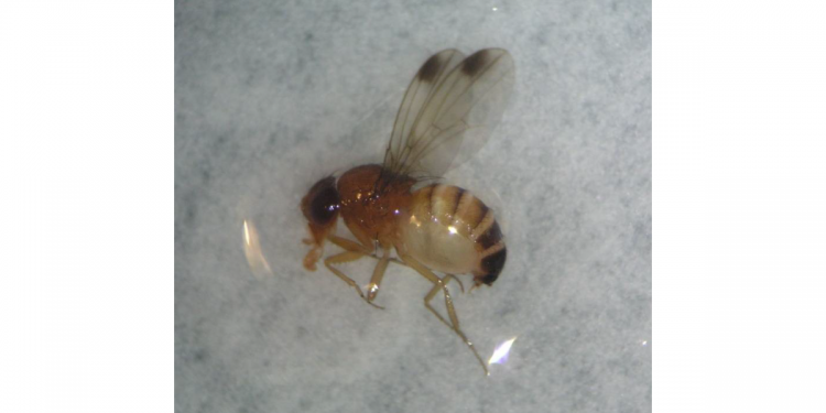 Drosophila suzukii