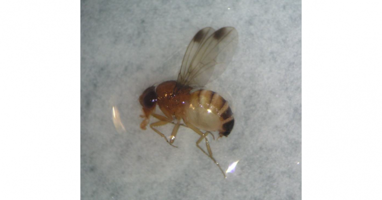 Drosophila suzukii