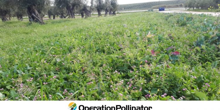 Operation Pollinator