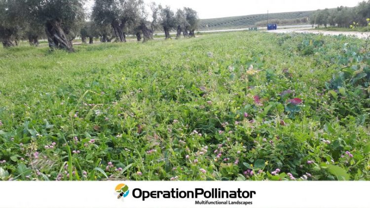 Operation Pollinator