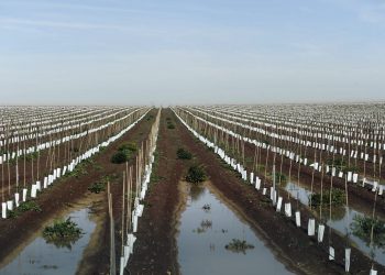 plantação olival em sebe