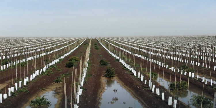 plantação olival em sebe