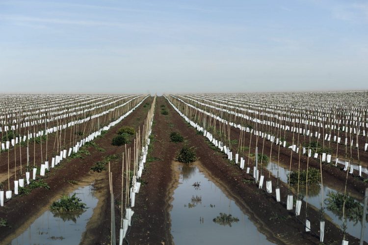 plantação olival em sebe