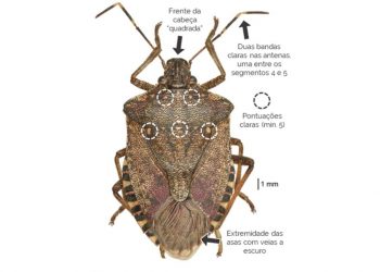 Halyomorpha halys