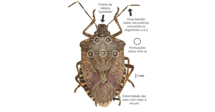 Halyomorpha halys