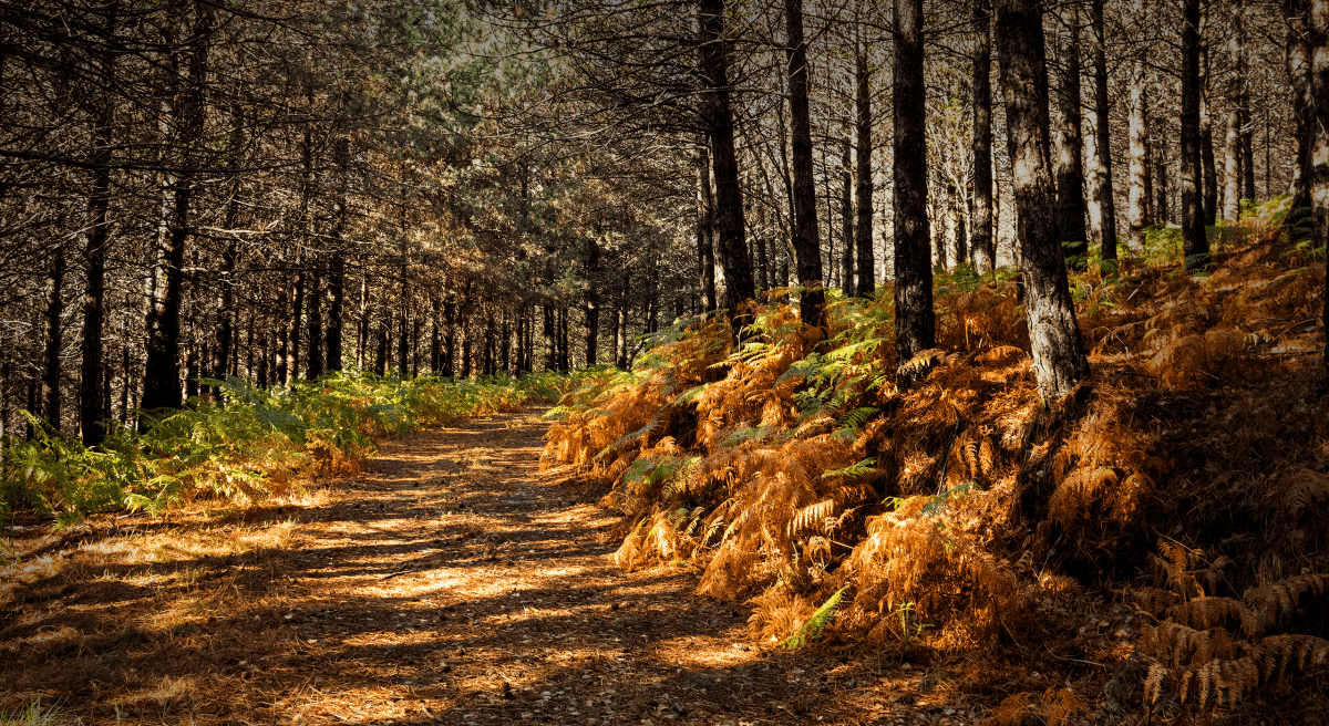 Floresta espanhola cobre 36% do país, tal como em Portugal
