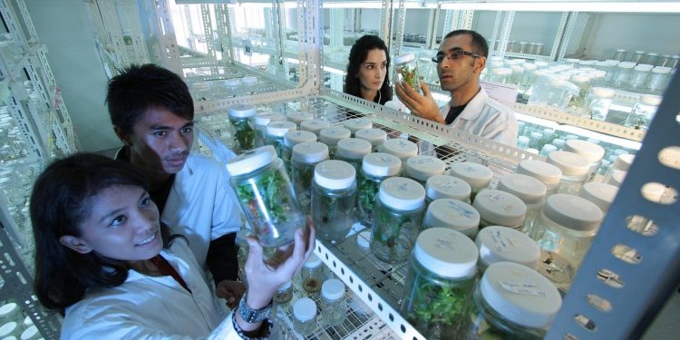 laboratório biotecnologia vegetal