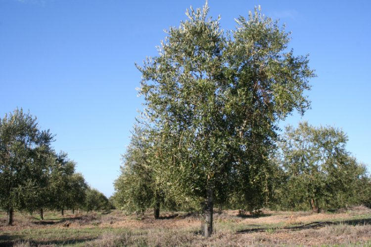 oliveira