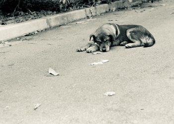 cão abandonado