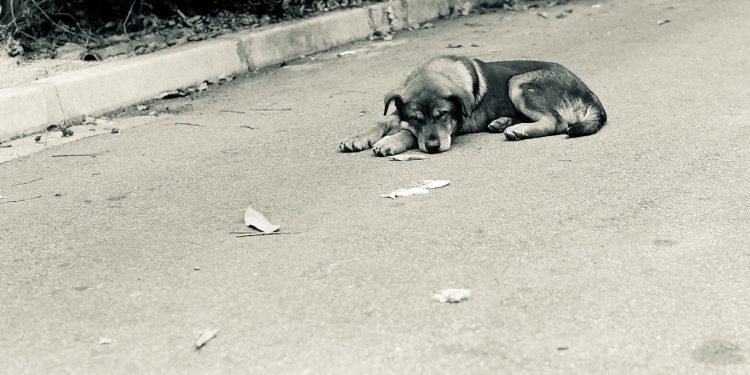 cão abandonado