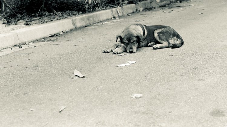 cão abandonado