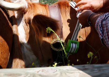 vaca