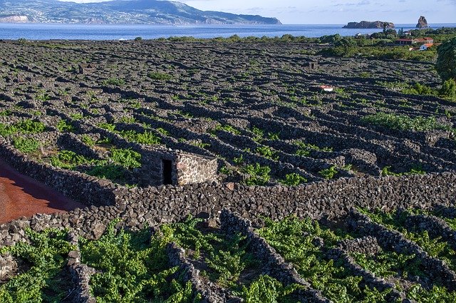 vinha açores