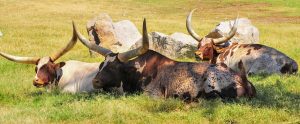 vacas africanas