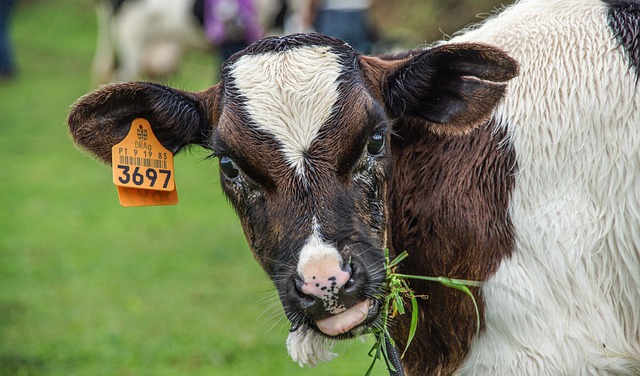 vaca açores