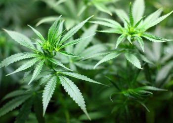 cannabis