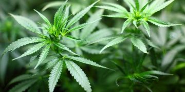 cannabis