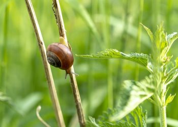 caracol