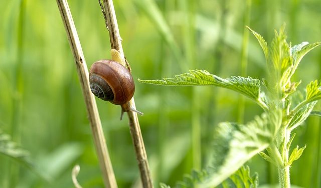 caracol