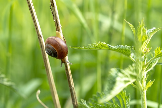 caracol