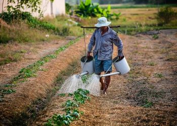 agricultor