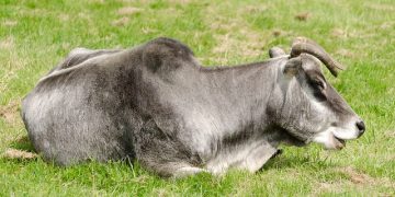 vaca brasil