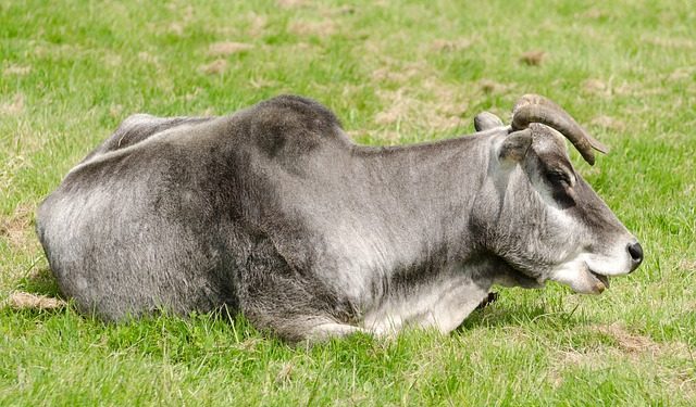 vaca brasil