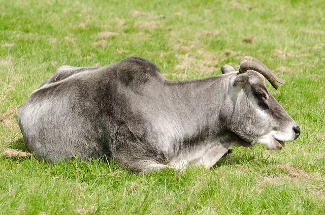 vaca brasil