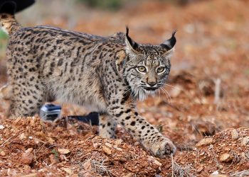 Lince iberico