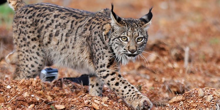 Lince iberico