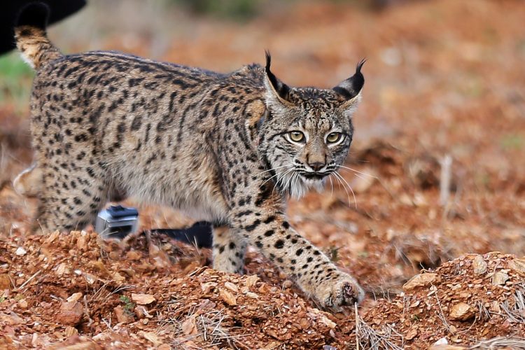 Lince iberico