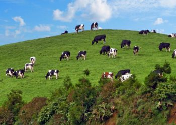 vacas açores