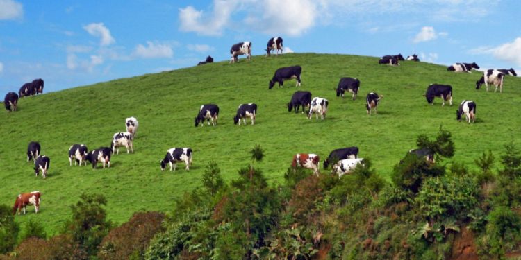 vacas açores