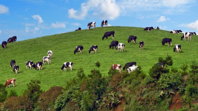 vacas açores