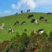 vacas açores