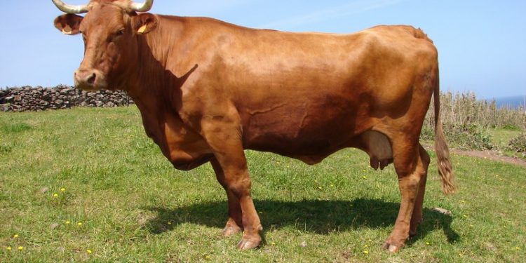 Ramo Grande vaca