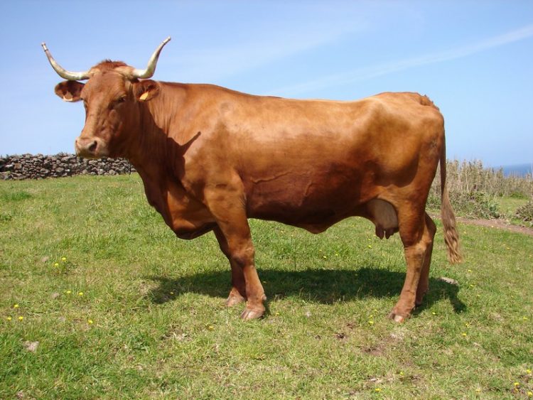 Ramo Grande vaca