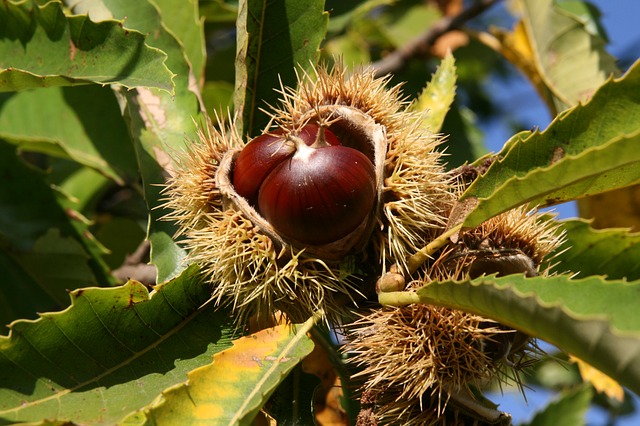 castanha