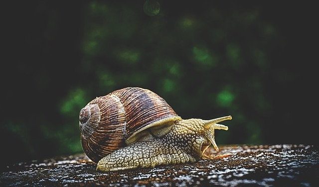 caracol