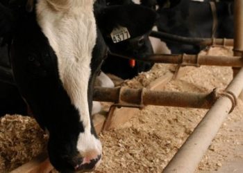 vacas leiteiras