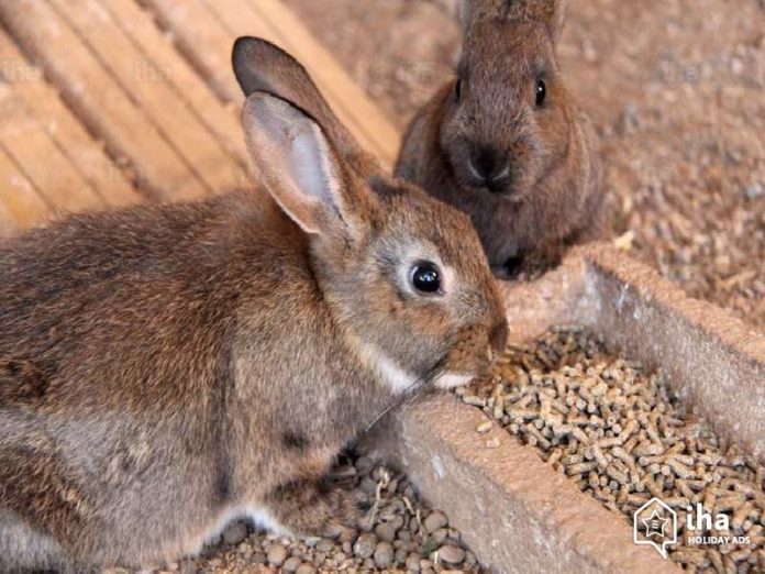 coelhos