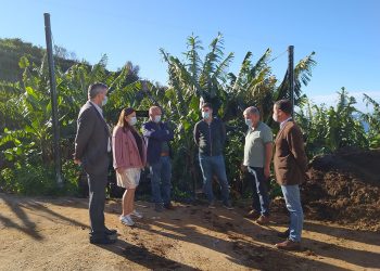 PSD Madeira bananeiras