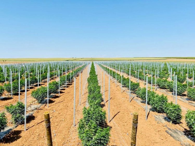 canábis alentejo